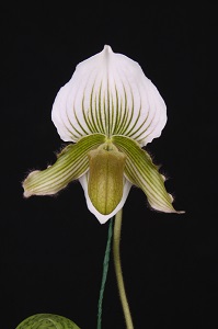 Paphiopedilum Friedrich Mellin Canaima's Green Magic AM 84 pts.